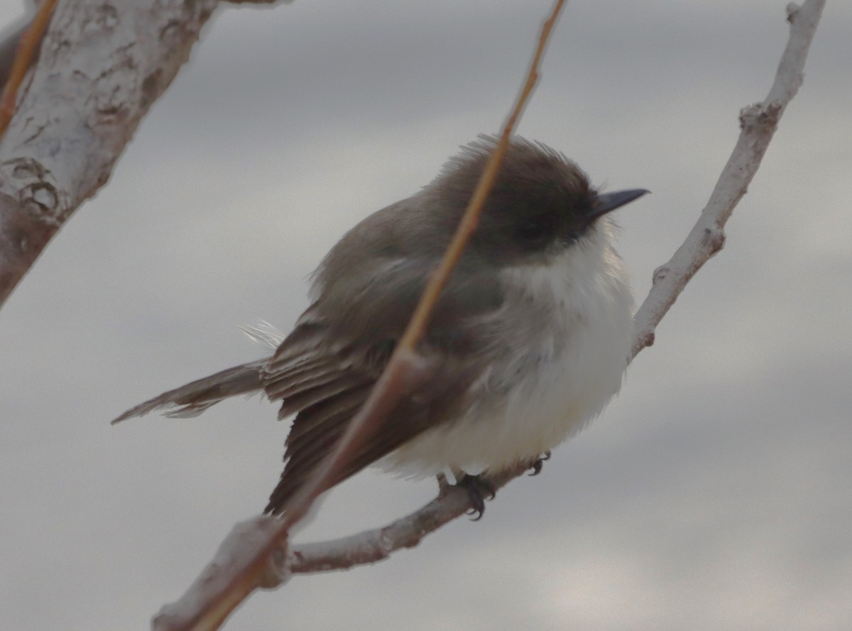 Eastern Phoebe - ML627275863