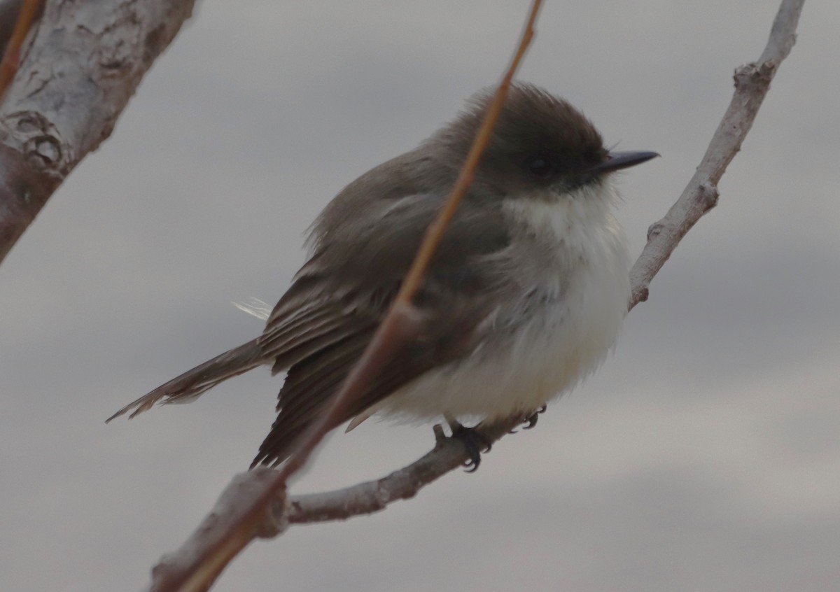 Eastern Phoebe - ML627275896