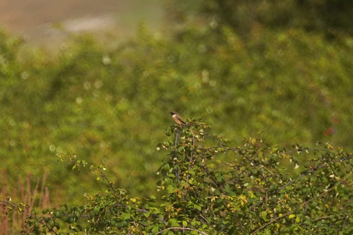 European Stonechat - ML627275897