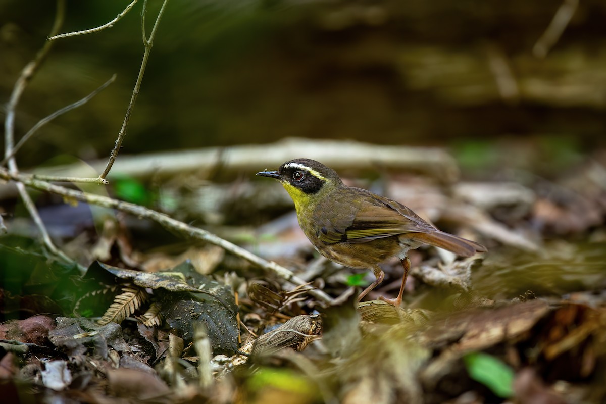 Yellow-throated Scrubwren - ML627276112