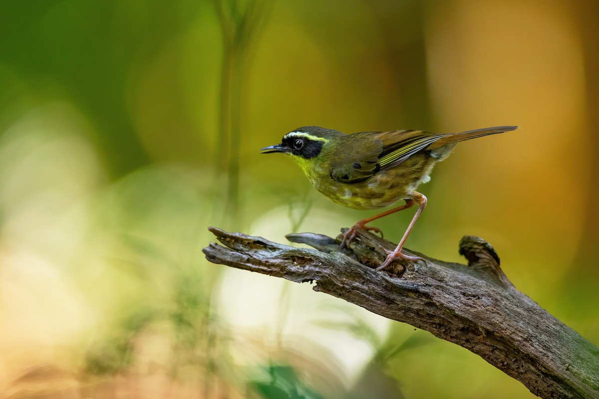 Yellow-throated Scrubwren - ML627276114