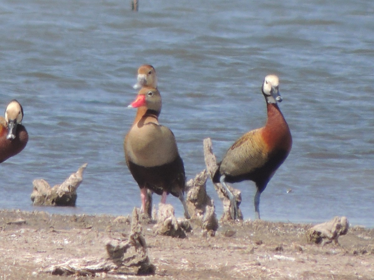 Black-bellied Whistling-Duck - ML627276239