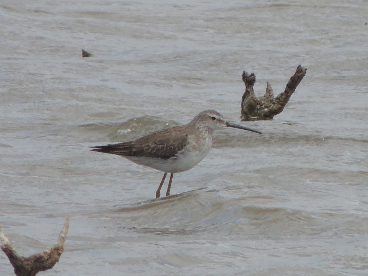 Stilt Sandpiper - ML627276247