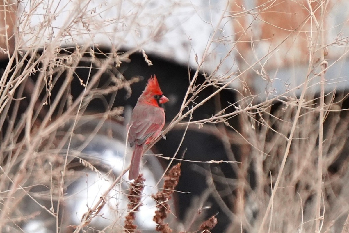 Northern Cardinal - ML627276482