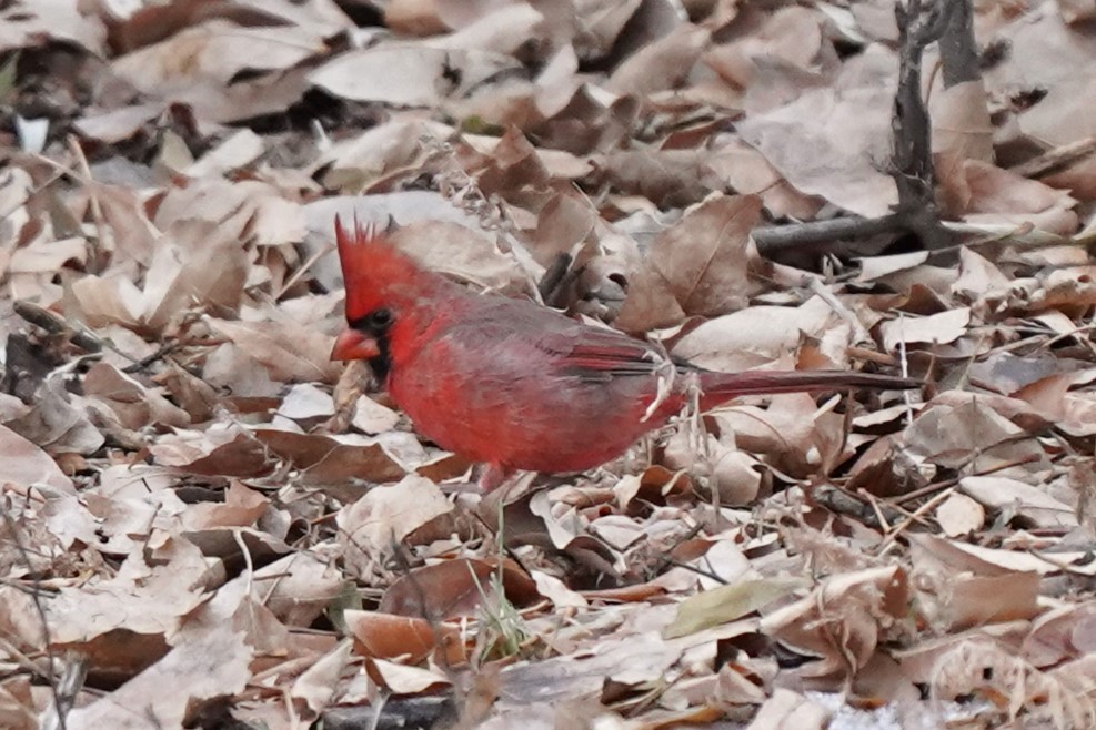 Northern Cardinal - ML627276483