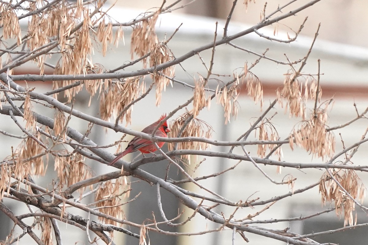 Northern Cardinal - ML627276484