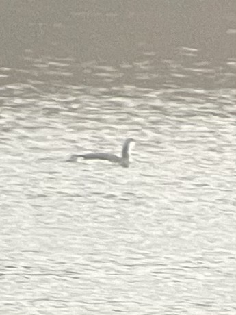 Red-throated Loon - ML627276568