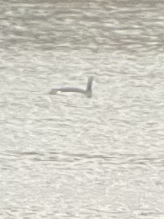 Red-throated Loon - ML627276569