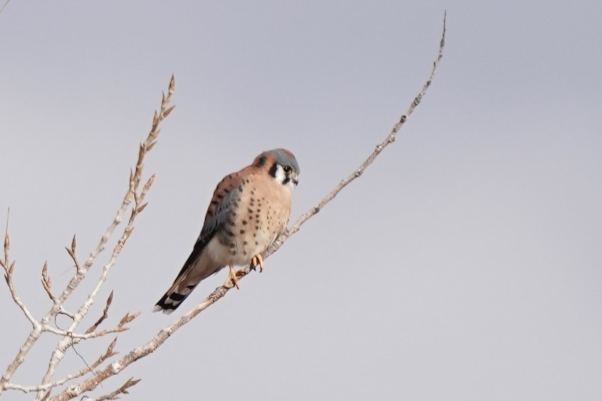 American Kestrel - ML627276741