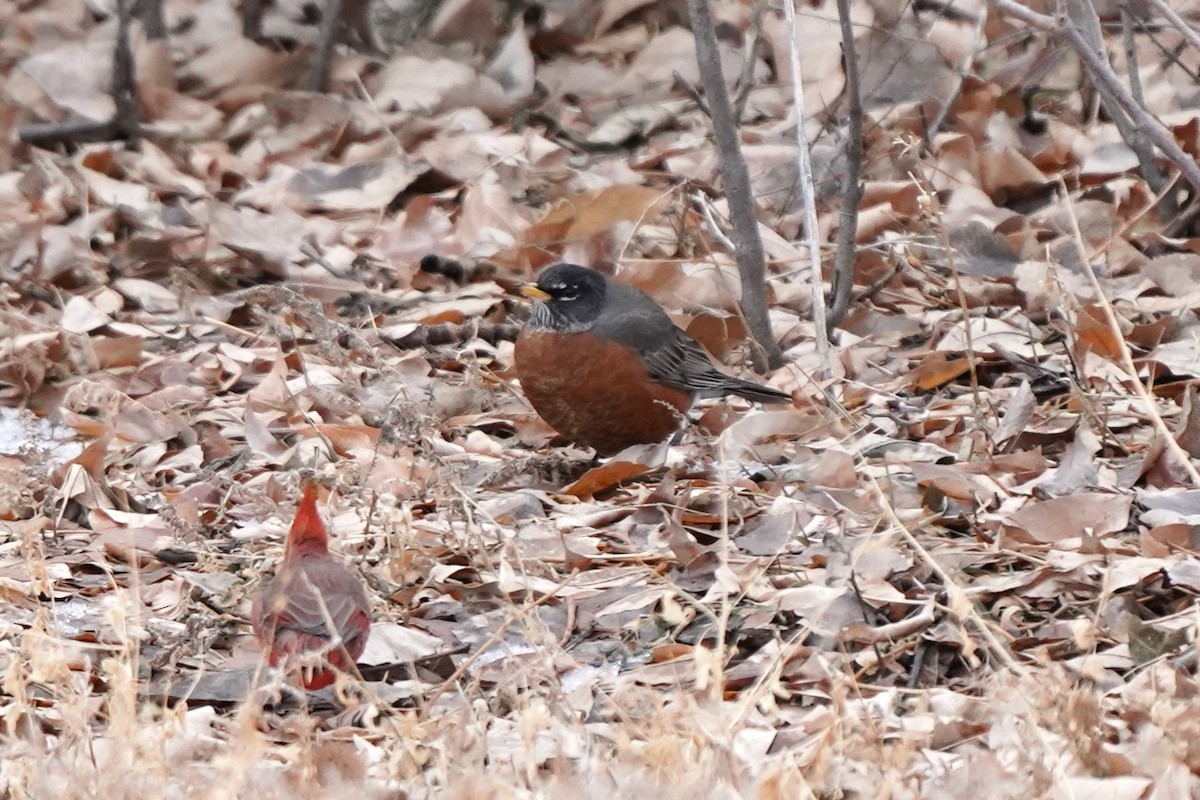 American Robin - ML627276760