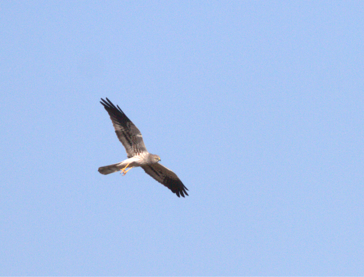 Montagu's Harrier - ML627276775