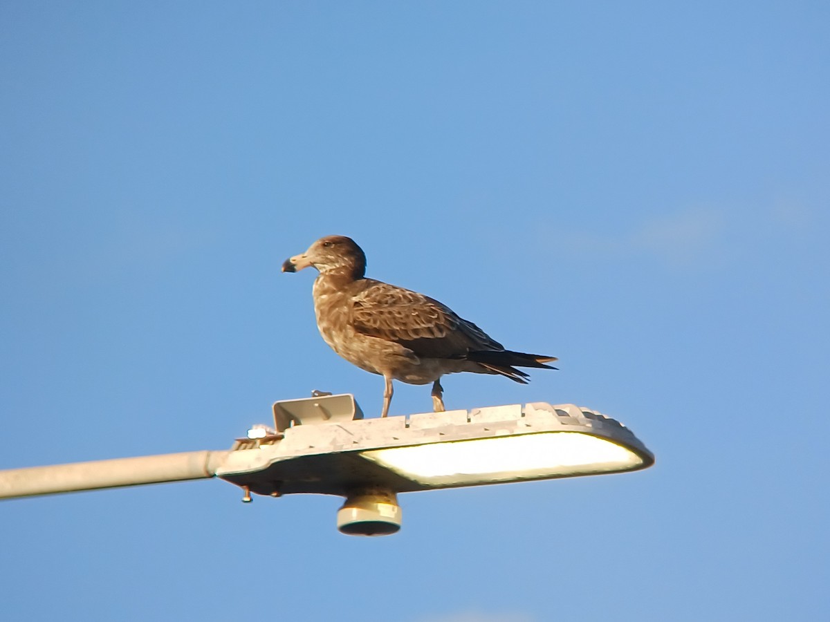 Pacific Gull - ML627276851