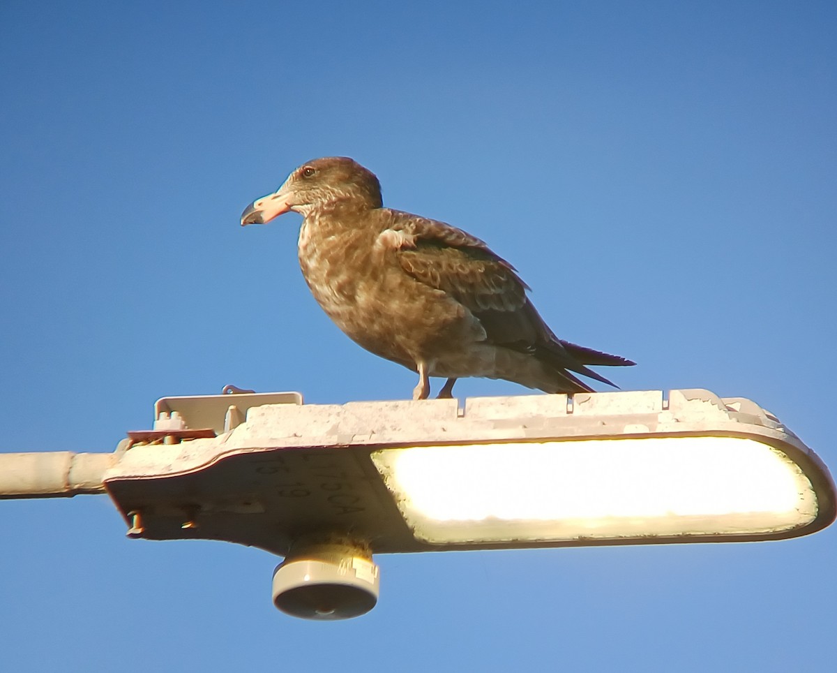 Pacific Gull - ML627276852
