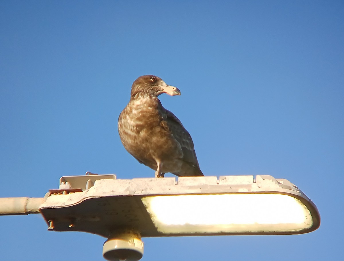 Pacific Gull - ML627276853