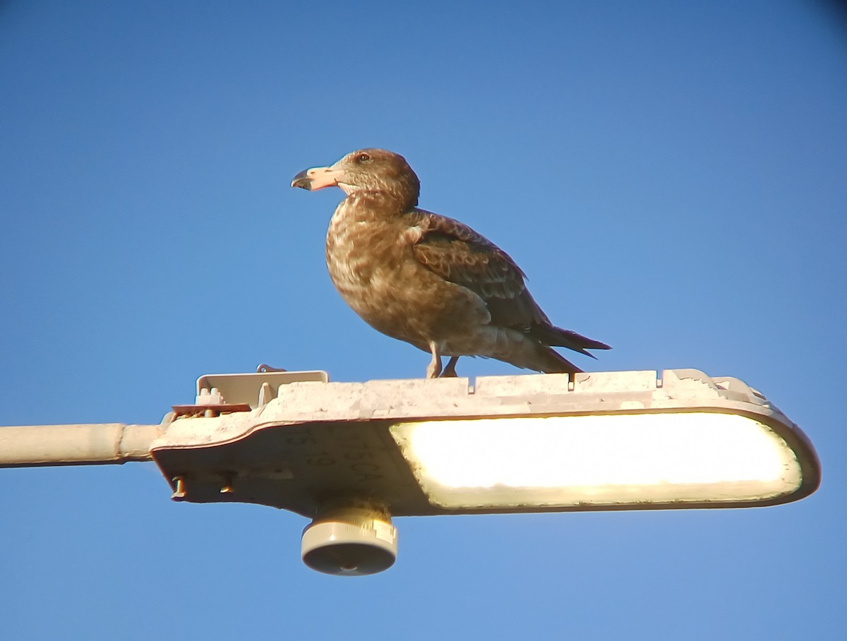 Pacific Gull - ML627276854