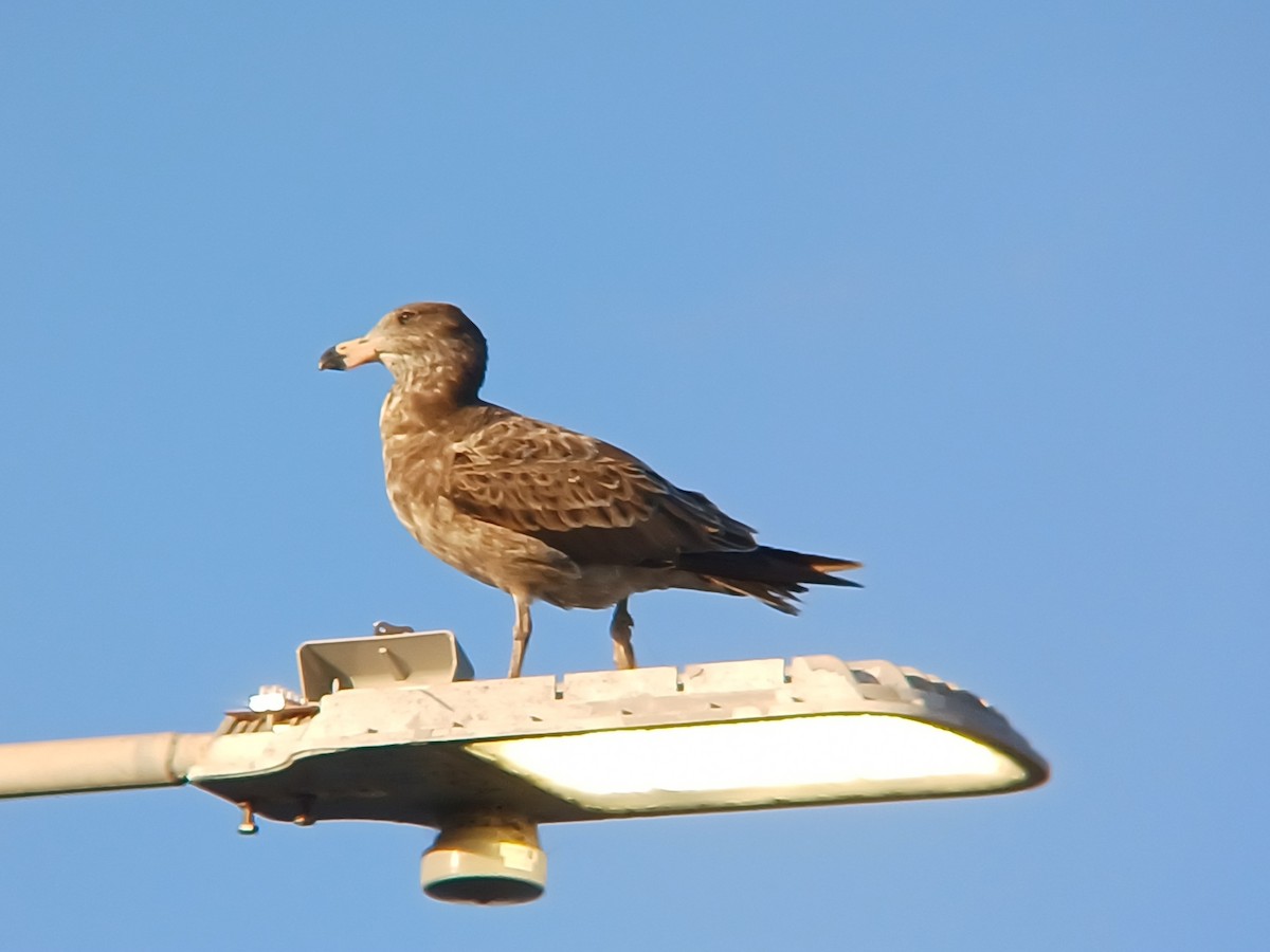 Pacific Gull - ML627276855