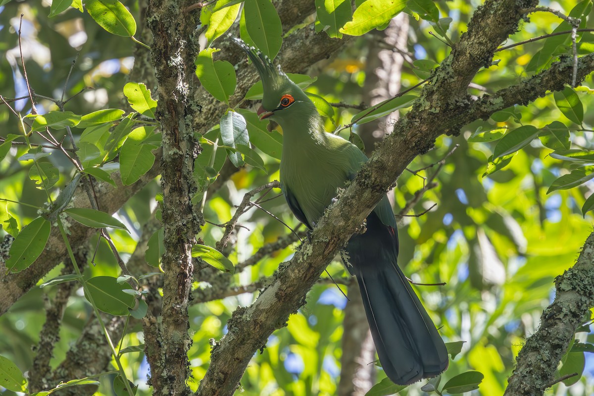 Schalow's Turaco - ML627276874