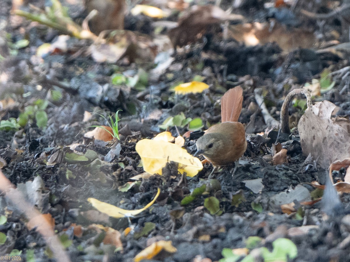 White-lored Spinetail - ML627276911