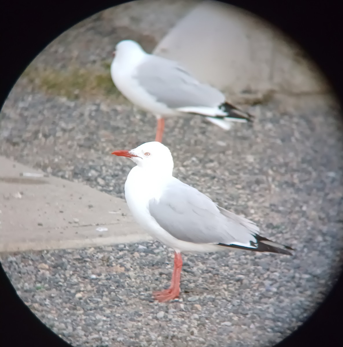 Silver Gull - ML627276951