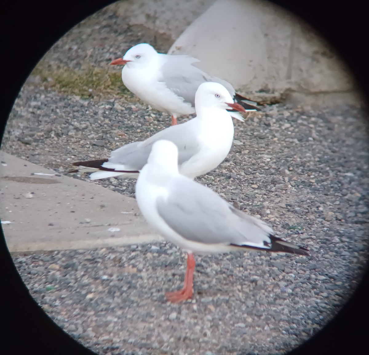 Silver Gull - ML627276953