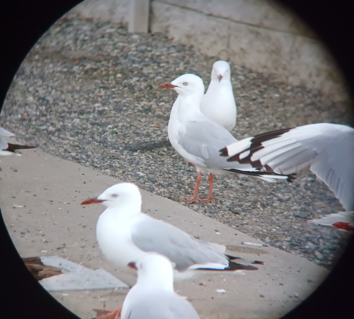 Silver Gull - ML627276954
