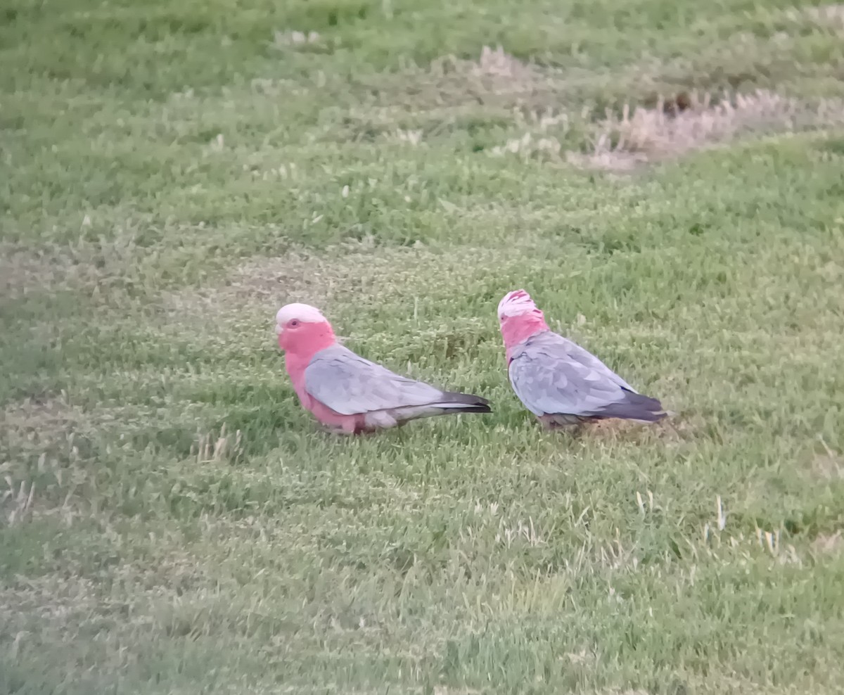 Galah - ML627277007
