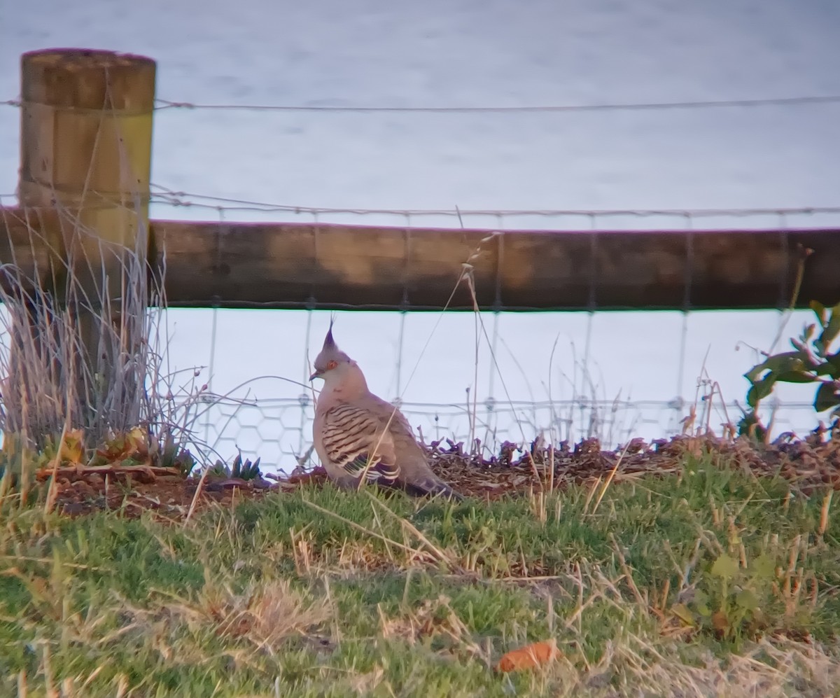 Crested Pigeon - ML627277021