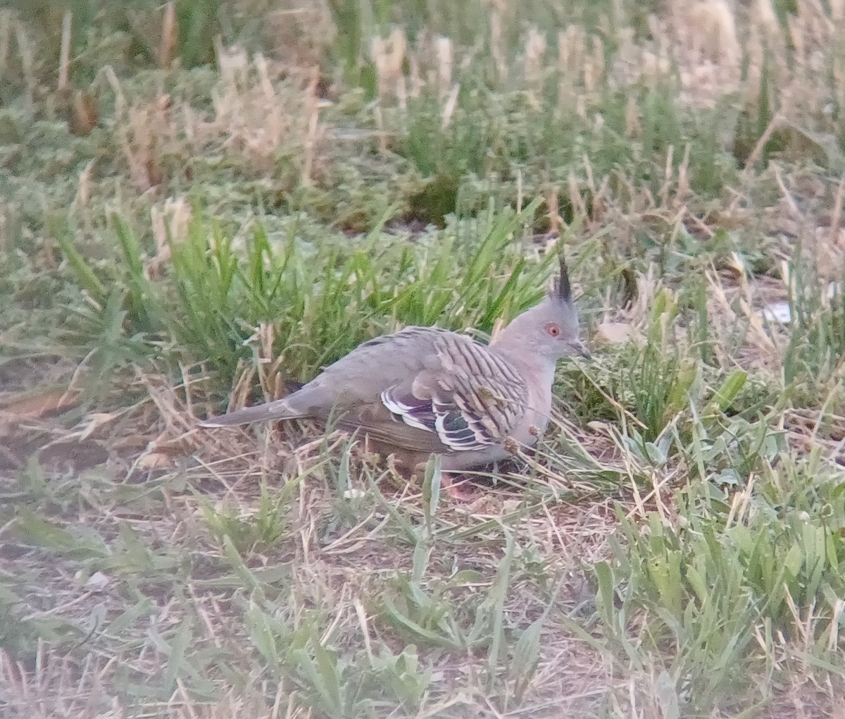 Crested Pigeon - ML627277022
