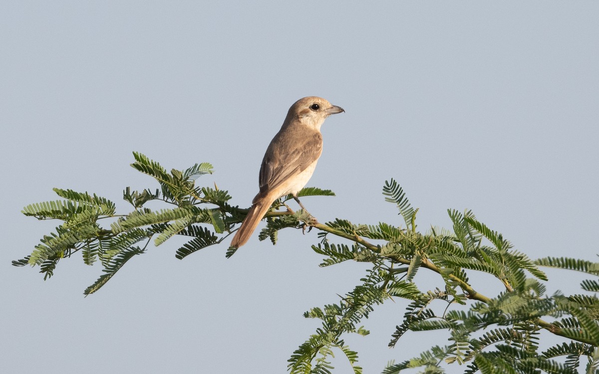 Red-tailed Shrike - ML627277031