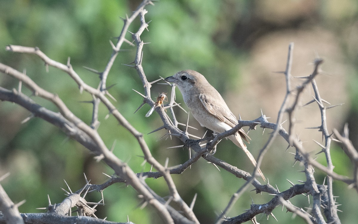 Red-tailed Shrike - ML627277032