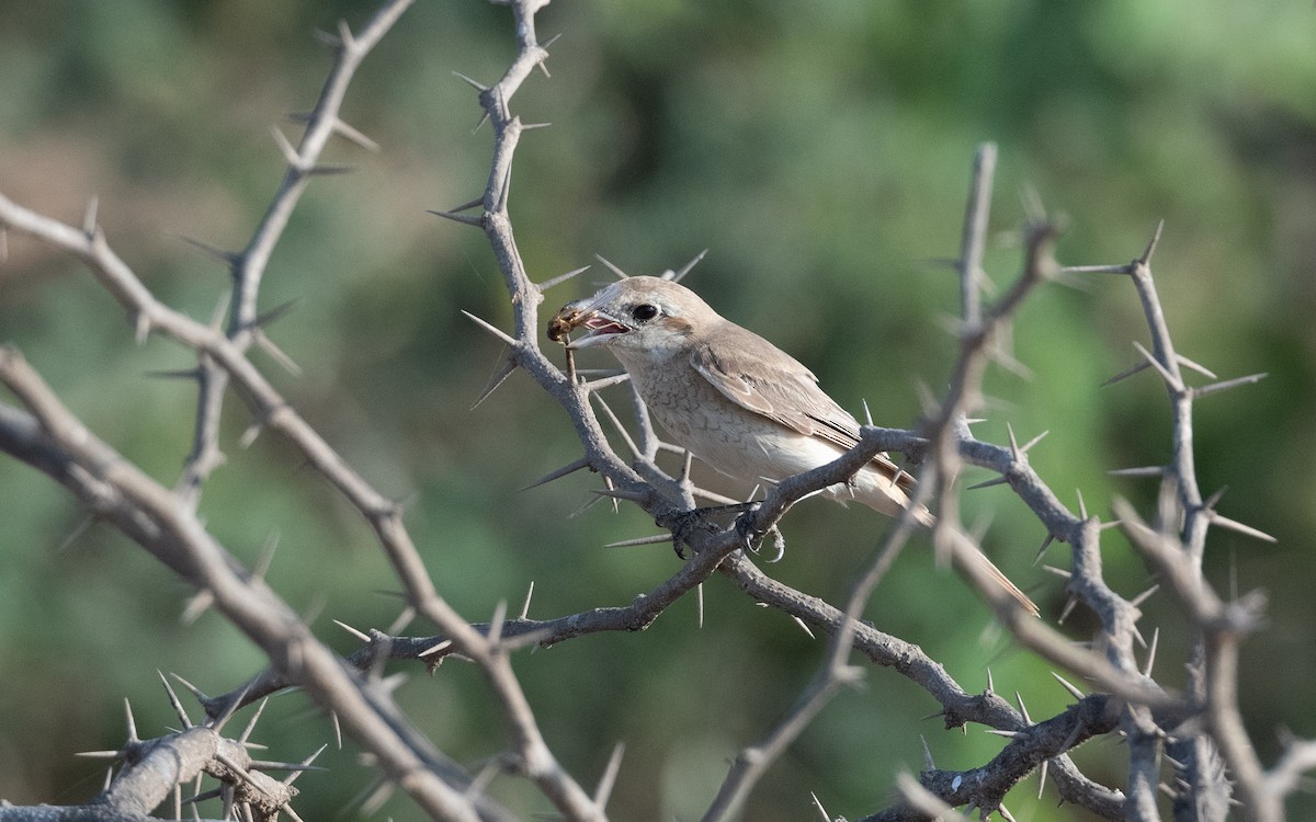 Red-tailed Shrike - ML627277033