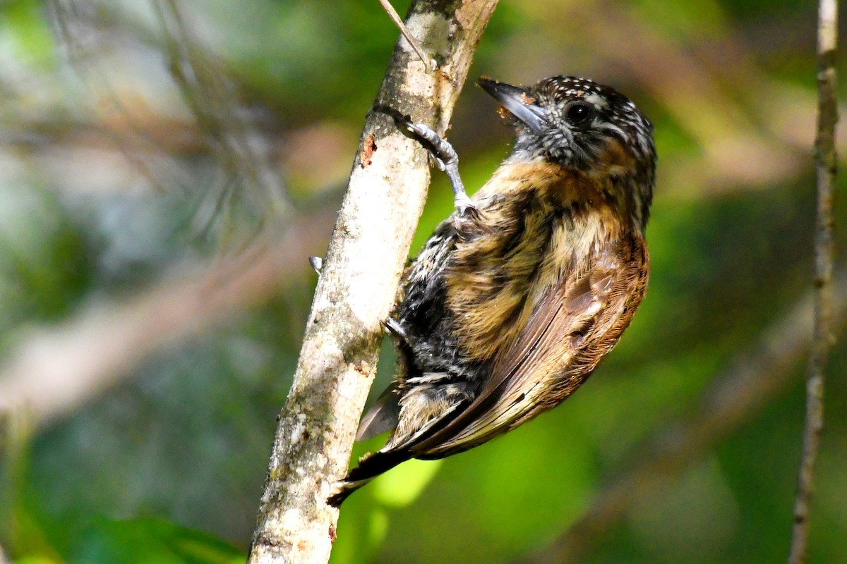 Mottled Piculet - ML627277082