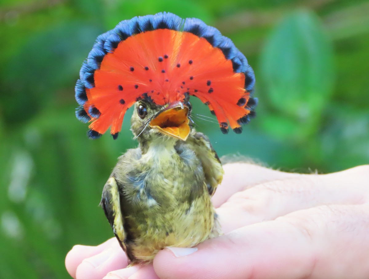 Tropical Royal Flycatcher (Amazonian) - ML627277184