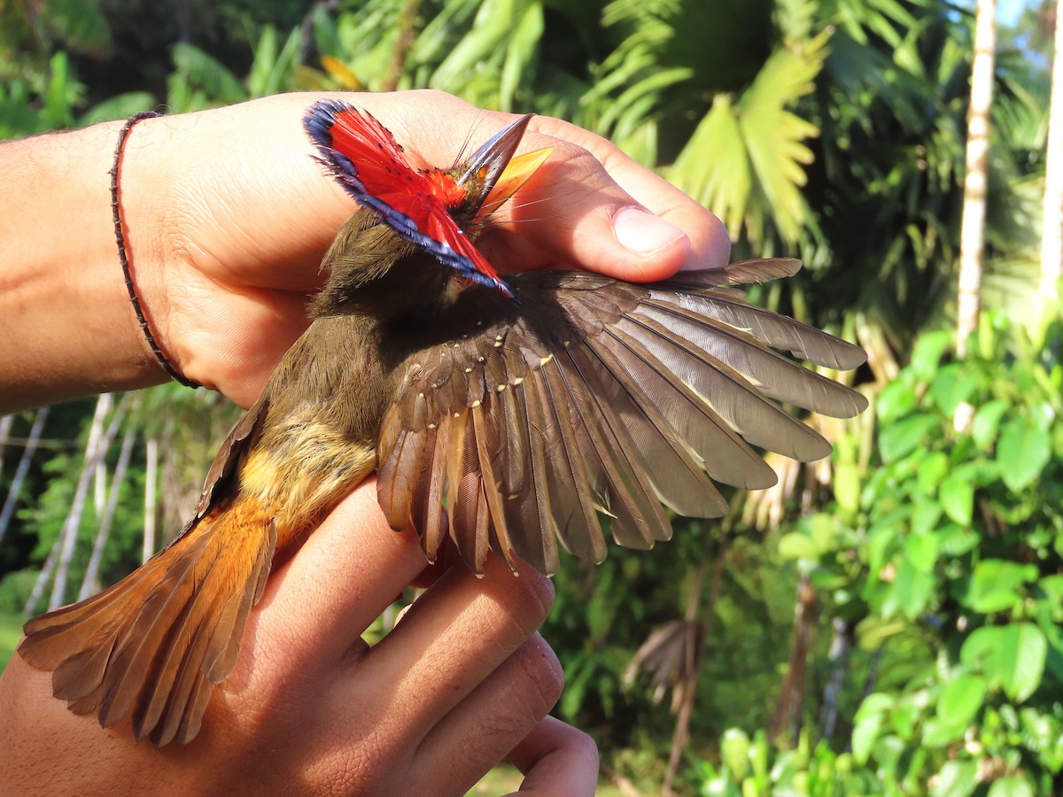 Tropical Royal Flycatcher (Amazonian) - ML627277185