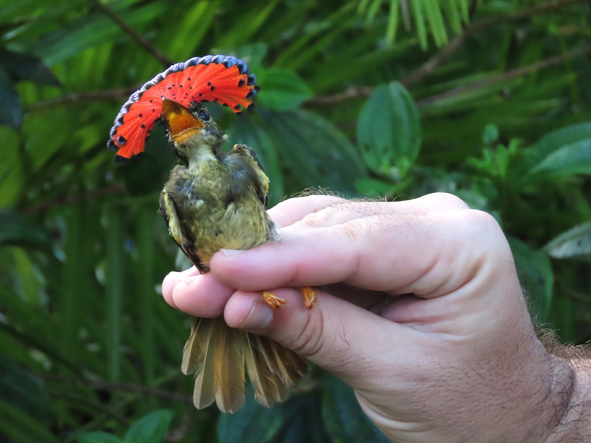 Tropical Royal Flycatcher (Amazonian) - ML627277186