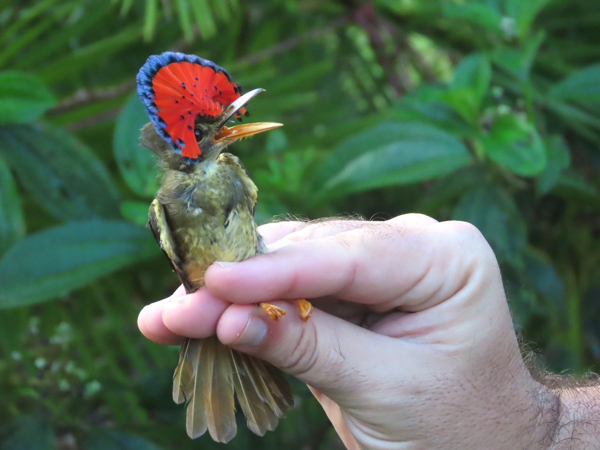 Tropical Royal Flycatcher (Amazonian) - ML627277187