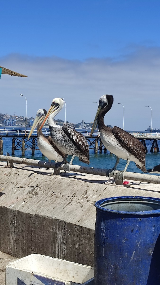 Peruvian Pelican - ML627277238