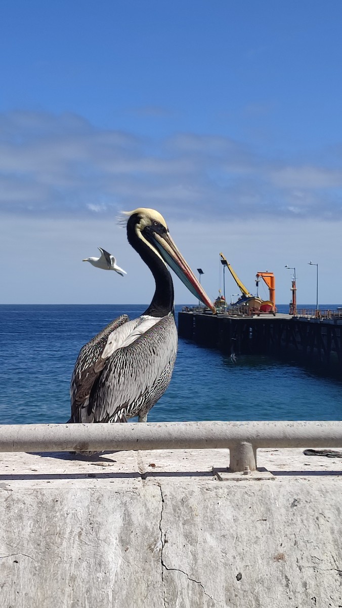 Peruvian Pelican - ML627277239