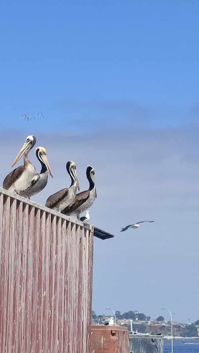 Peruvian Pelican - ML627277243
