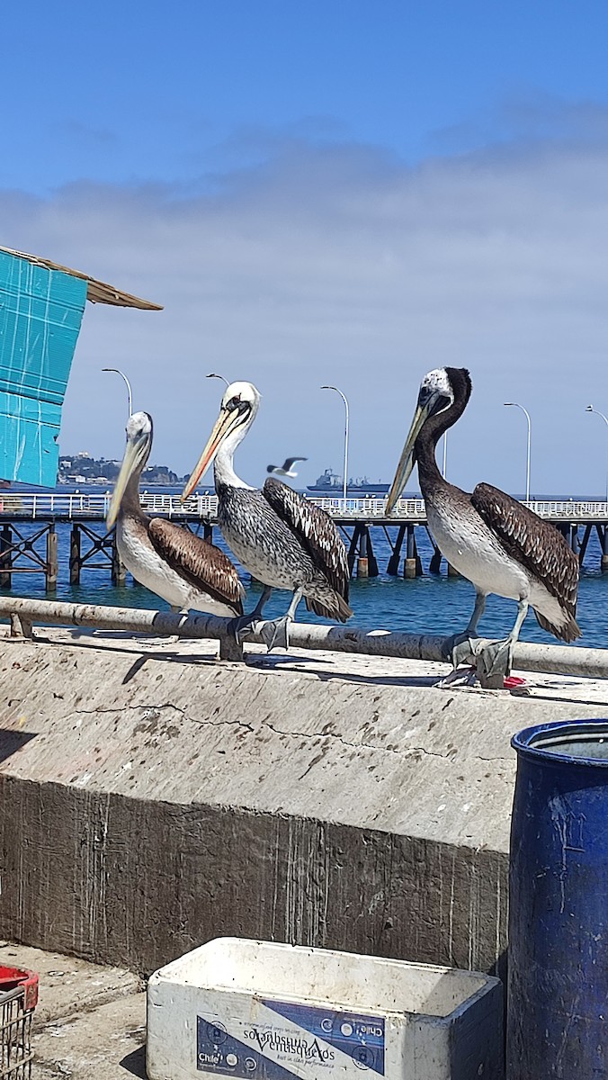 Peruvian Pelican - ML627277244