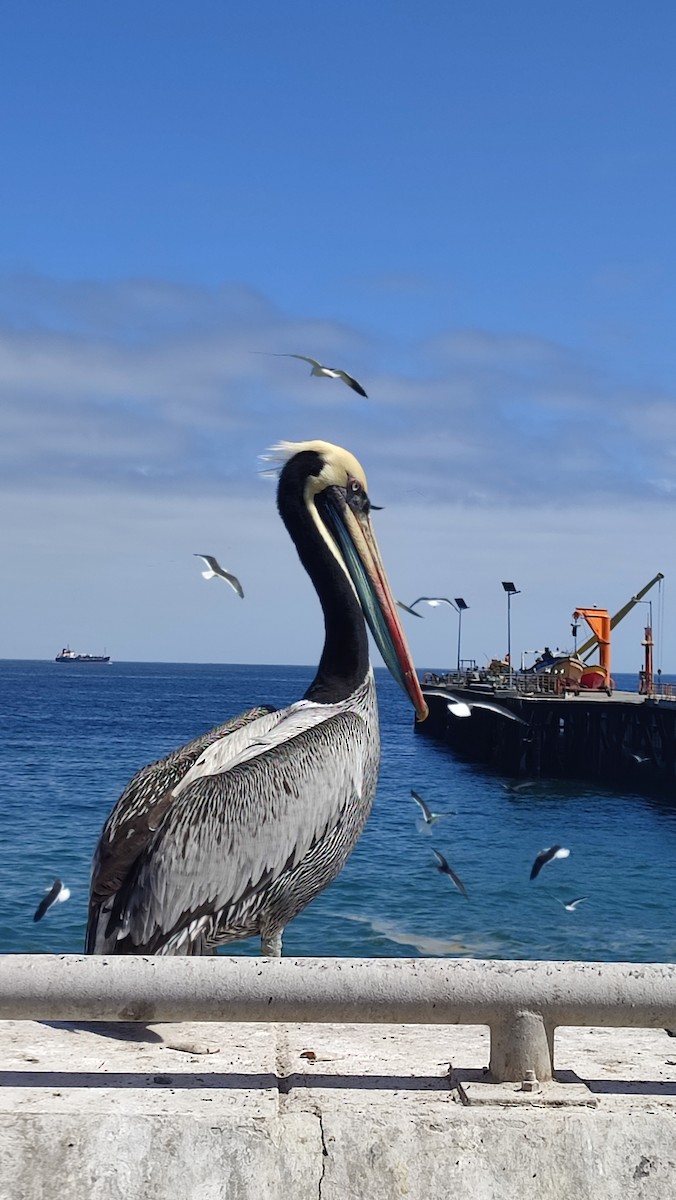 Peruvian Pelican - ML627277245