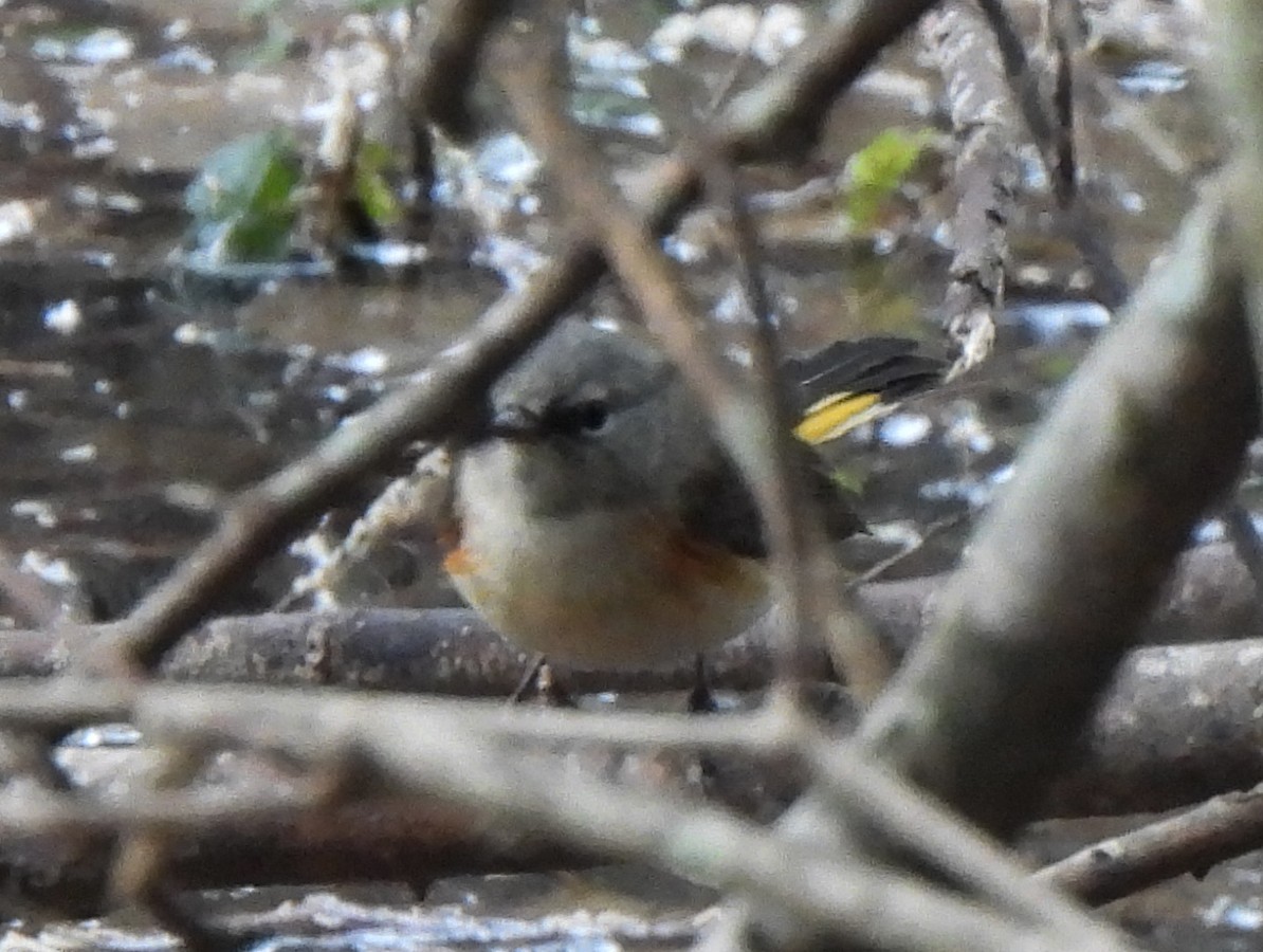 American Redstart - ML627277296