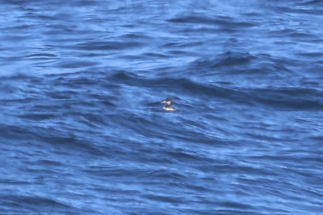 Red-necked Grebe - ML627277320