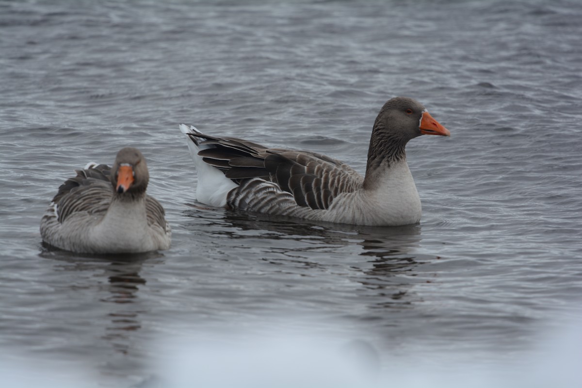 Graylag Goose (Domestic type) - ML627277329