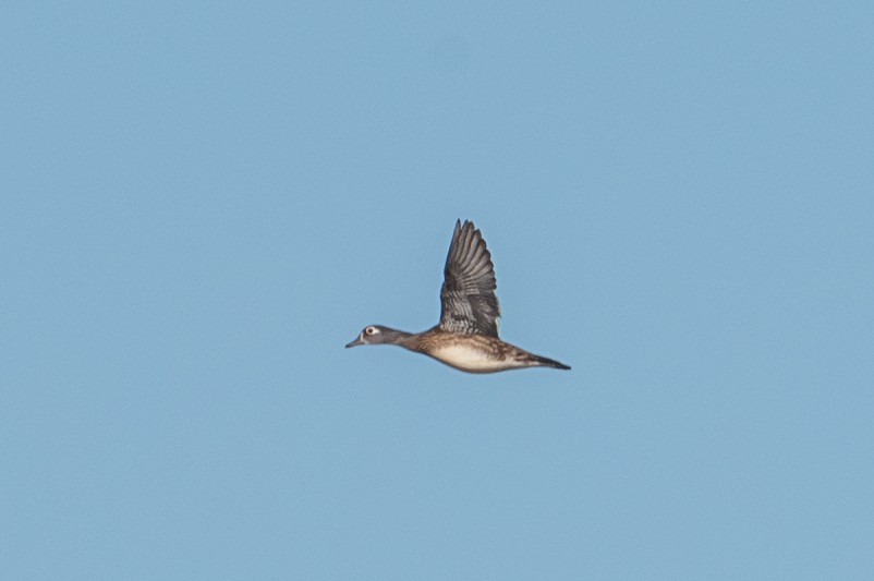 Wood Duck - ML627277367