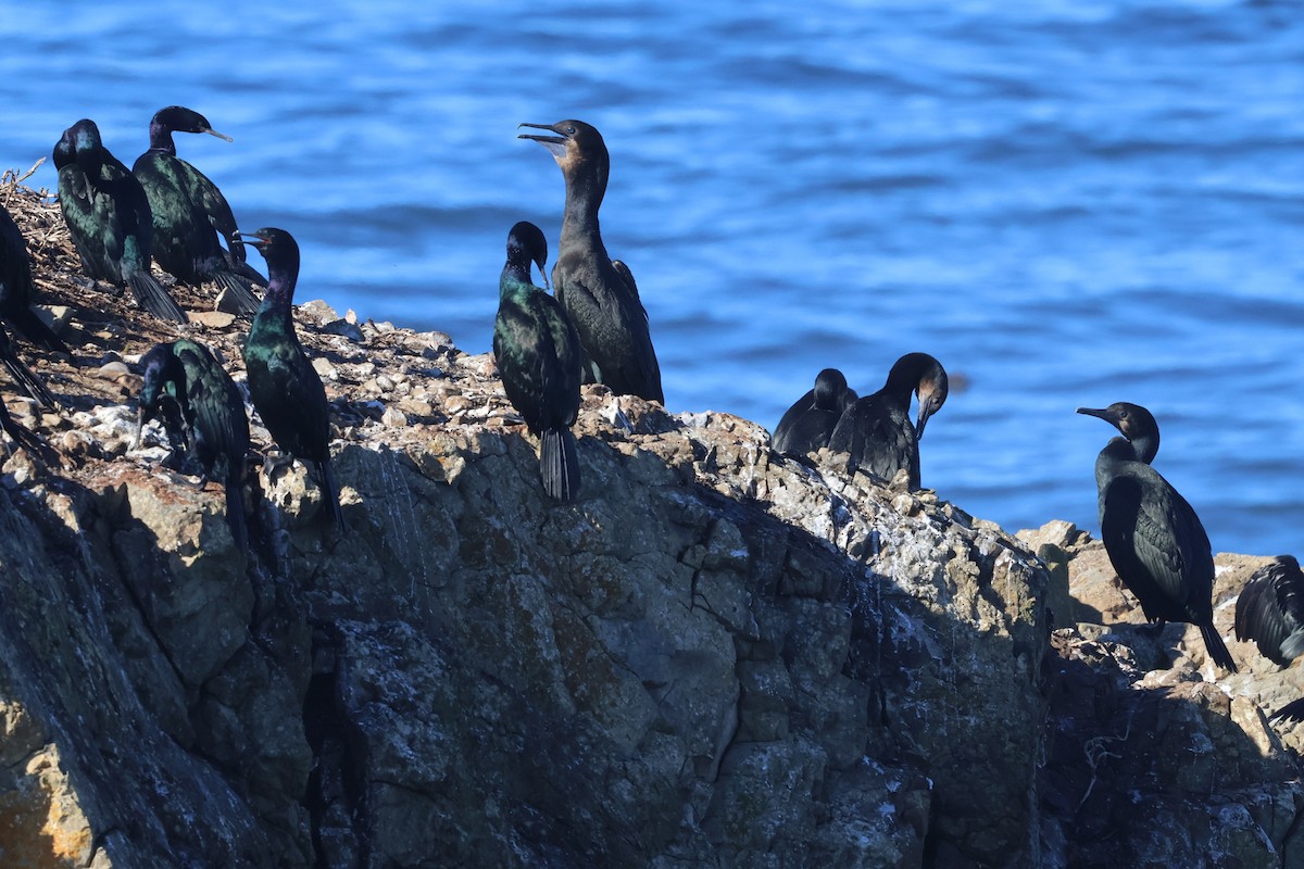 Pelagic Cormorant - ML627277368