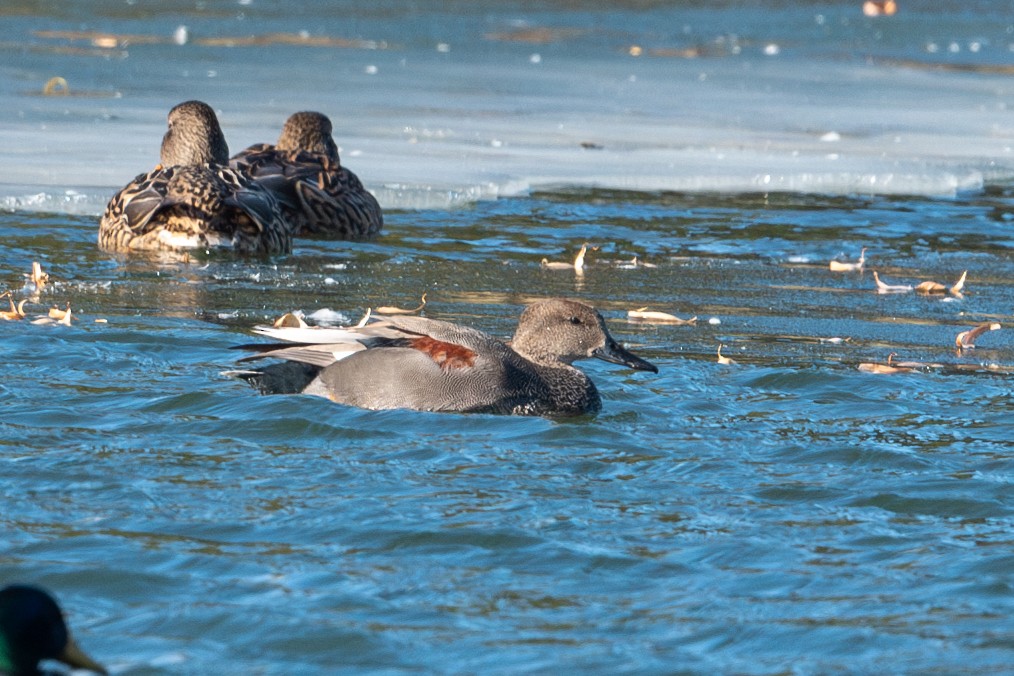 Gadwall - ML627277374