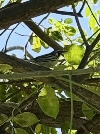 Yellow-throated Warbler - ML627277376