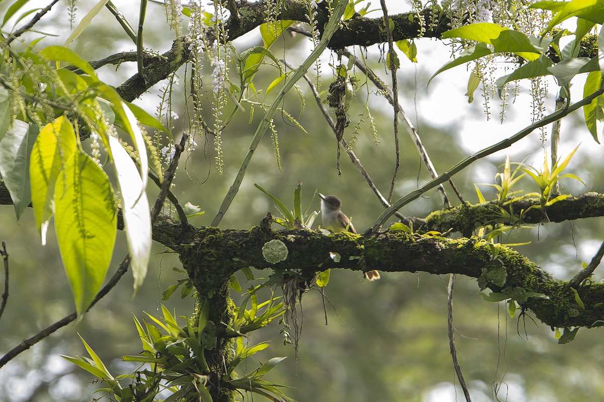 Dusky-capped Flycatcher (lawrenceii Group) - ML627277380