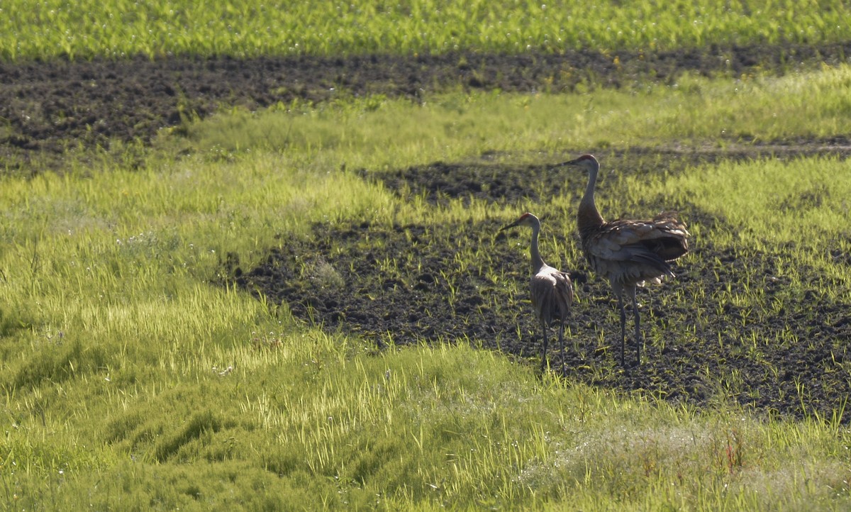 Sandhill Crane - Monica Siebert